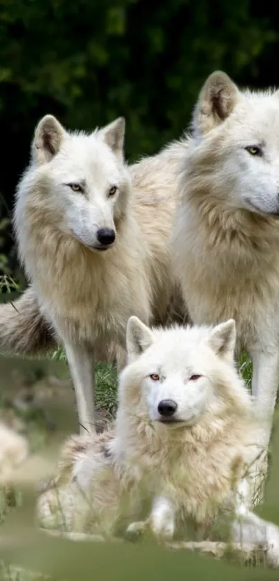 Three majestic white wolves standing in a natural forest setting.