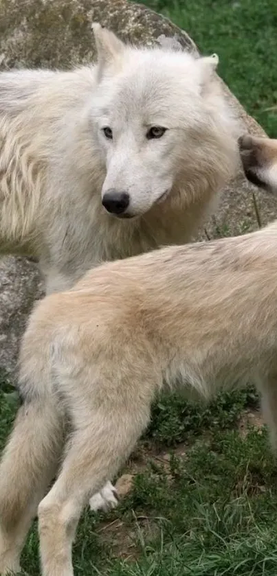 Two majestic white wolves in a serene natural setting with green grass.