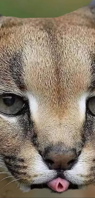 Close-up of a wild cat with piercing eyes and detailed fur in natural setting.