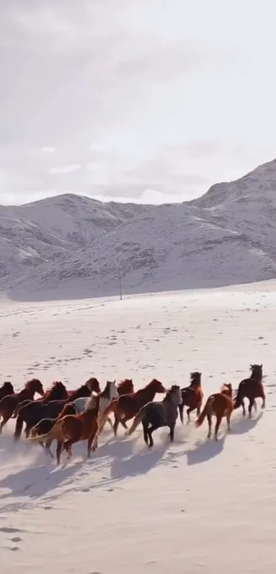 Wild horses running through snowy mountains.