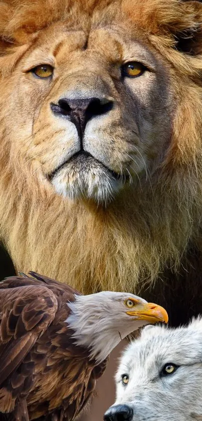 Lion, eagle, and wolf wildlife portrait wallpaper.