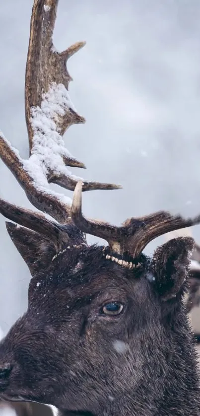 Close-up of a deer with snow-covered antlers in a winter landscape.