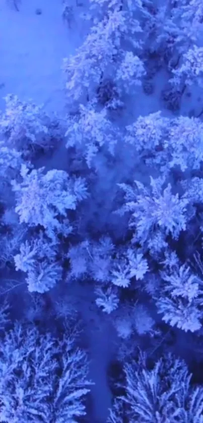 Aerial view of a snow-covered blue forest landscape.