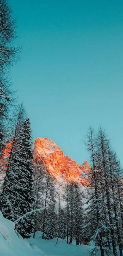 Snow-covered trees with glowing mountain in the background, under a cyan sky.