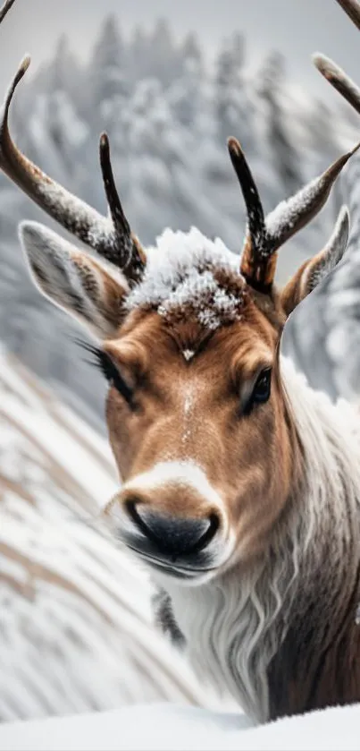 A majestic reindeer in a snowy forest.