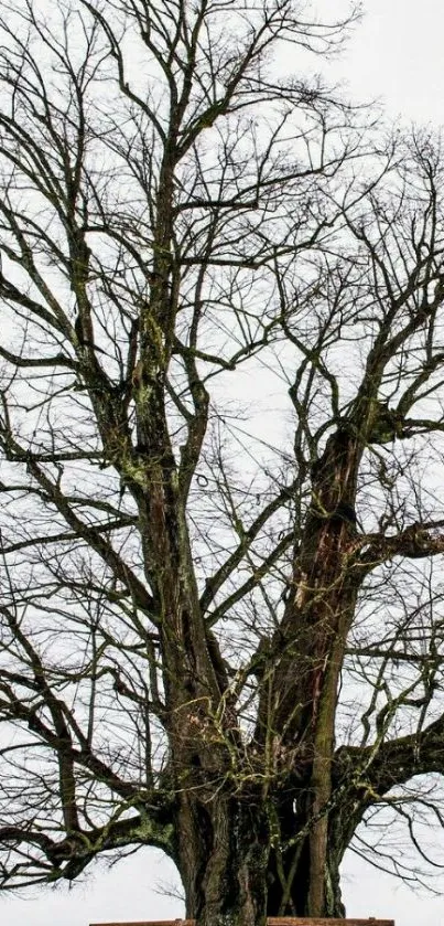 Majestic tree in winter with snow and bare branches.