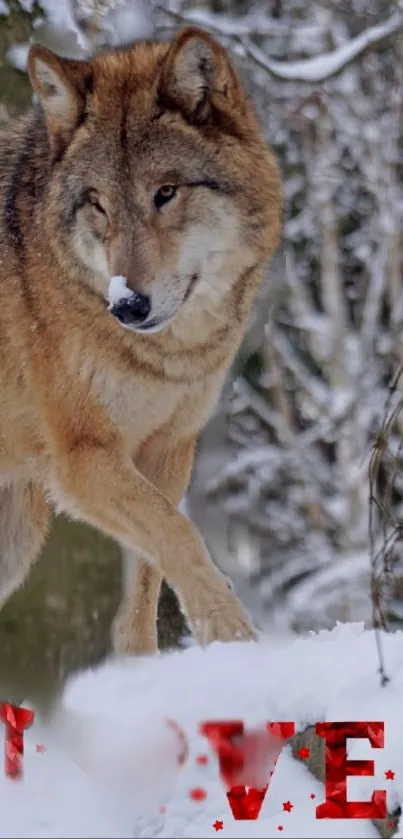 Majestic wolf in a snowy forest wallpaper