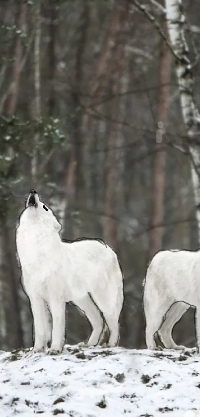 White wolves in a winter forest scene, snow-covered and serene.