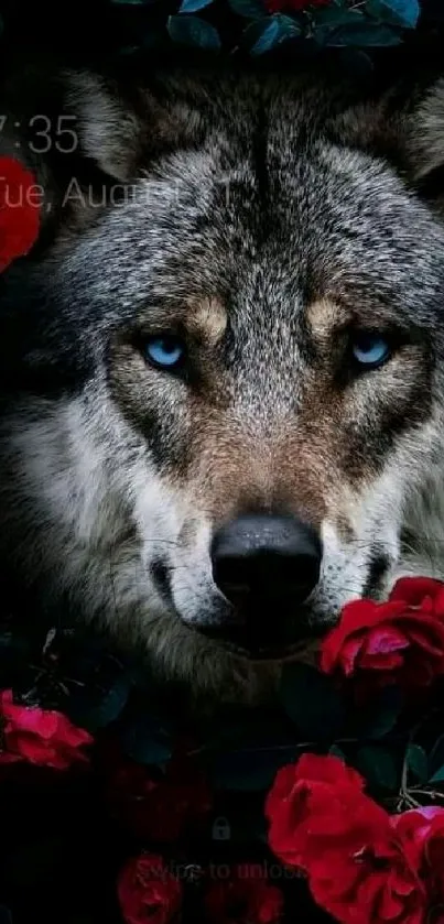 Wolf with blue eyes surrounded by red roses, perfect for a nature-themed wallpaper.