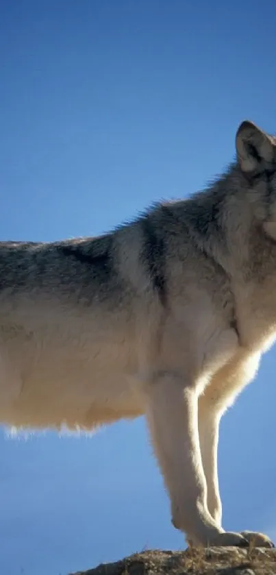 Majestic wolf against a deep blue sky at dusk, perfect for mobile wallpaper.