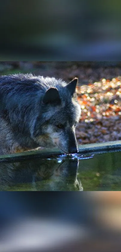 Wolf drinking at a tranquil forest stream.