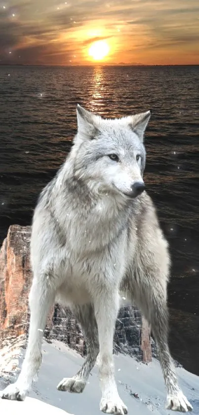 Majestic wolf standing on cliff at sunset over the ocean.