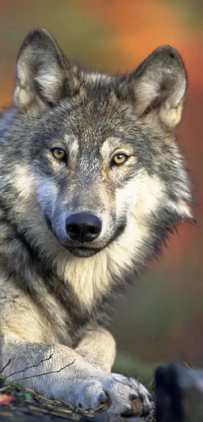 Majestic wolf resting in autumn forest scenery.