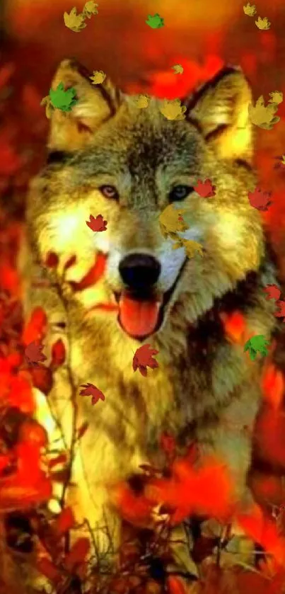 A majestic wolf surrounded by vibrant red autumn leaves.