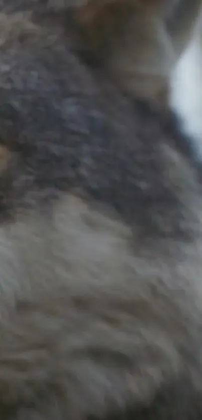 Close-up of a wolf with gray fur and a focused gaze in nature.