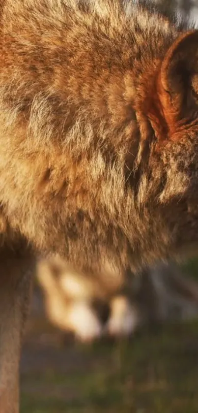 Close-up of a wolf in natural setting, showcasing its fur details.