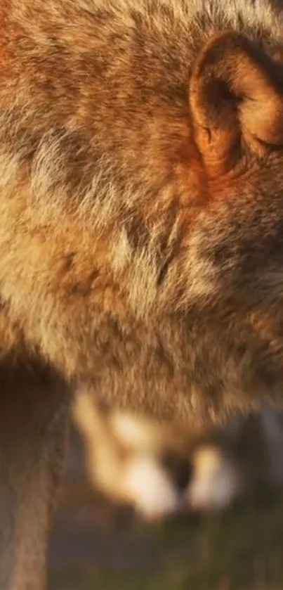 Close-up of a majestic wolf in warm sunlight, highlighting detailed fur.