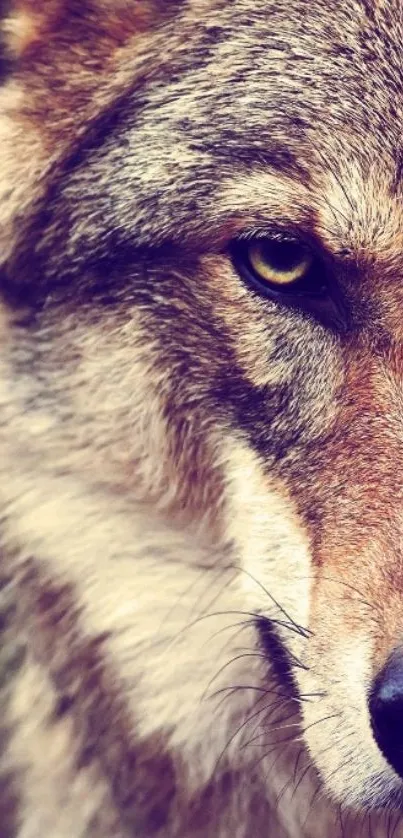 Close-up of a stunning wolf face in a nature-inspired mobile wallpaper.