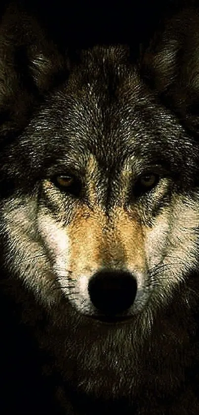 Majestic dark brown wolf in a detailed close-up image.