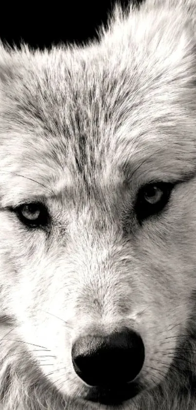 Monochrome close-up of a wolf's face, showcasing piercing eyes and detailed fur.