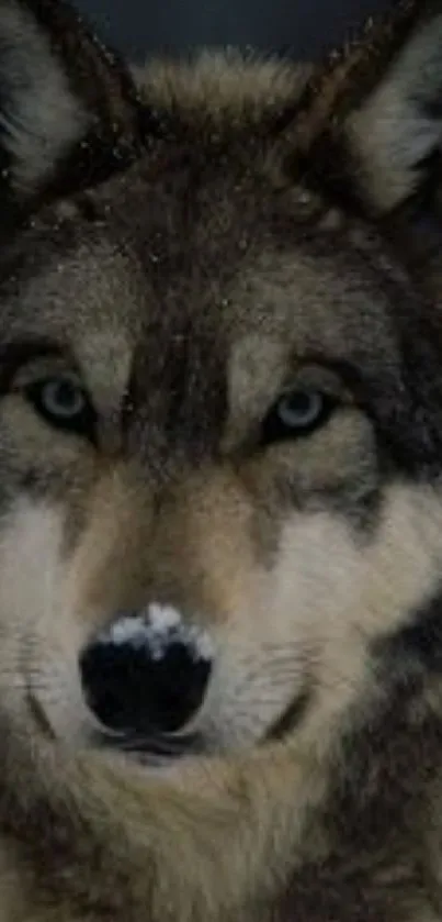 Close-up of a majestic wolf with a snowy nose in a dark gray backdrop.