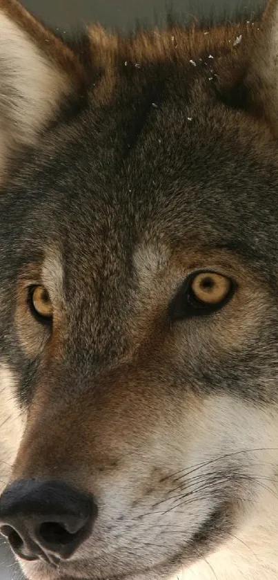 Close-up of a majestic wolf with piercing eyes, set as a mobile wallpaper.