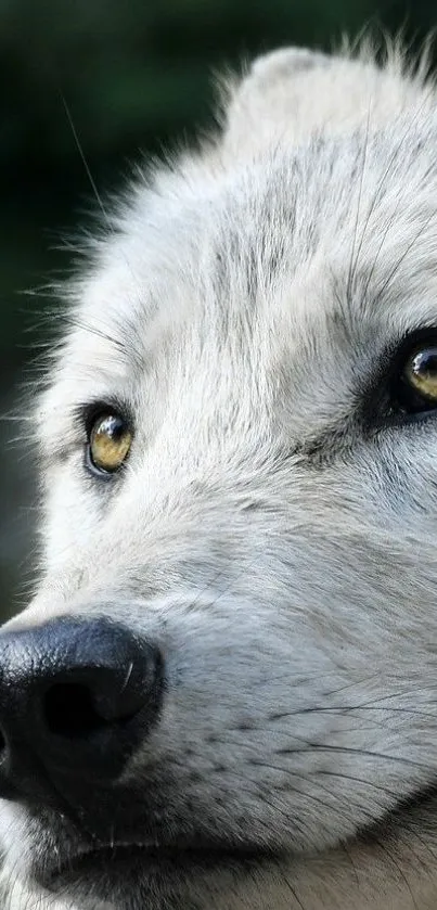 Close-up of a majestic white wolf with piercing eyes.