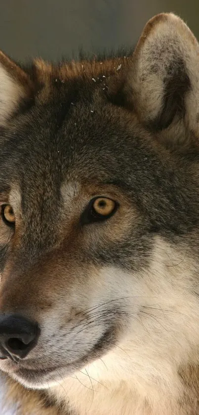 Close-up of a wolf's face showcasing natural beauty.