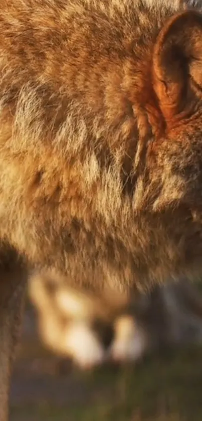 Majestic close-up of a wolf's face showcasing its fur.