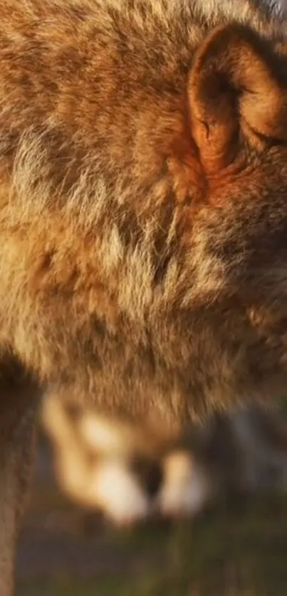 Close-up image of a majestic brown wolf in the wild.