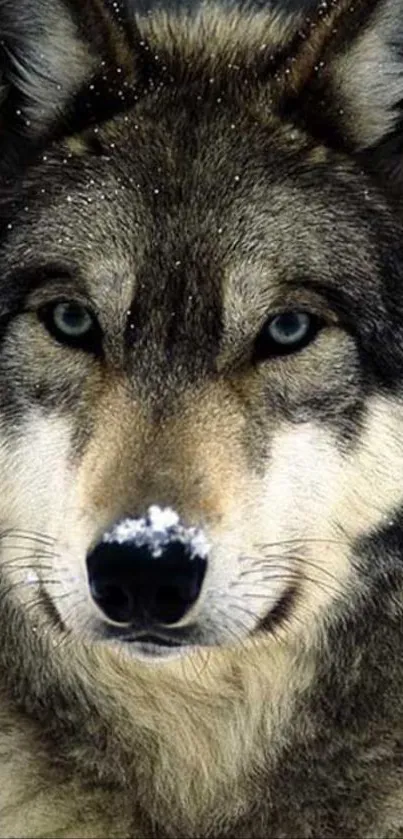 Close-up of a majestic wolf with blue eyes.