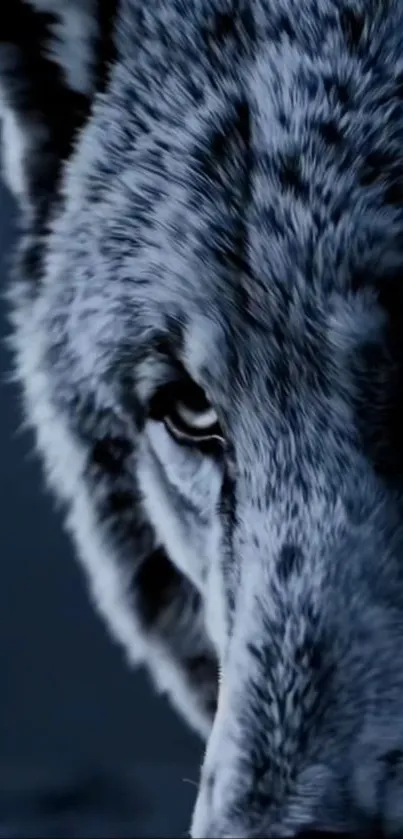 Close-up of a wolf's face in detailed texture.
