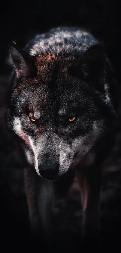 Dark-themed wallpaper of a majestic wolf with piercing amber eyes.