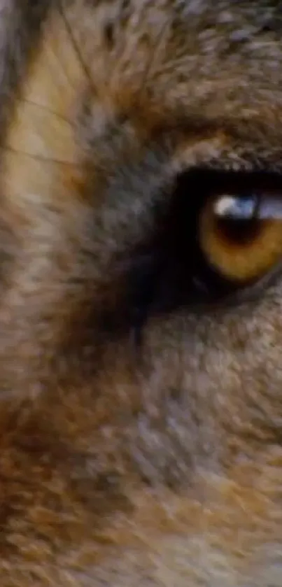 Close-up image of a wolf's eye with brown fur surrounding.