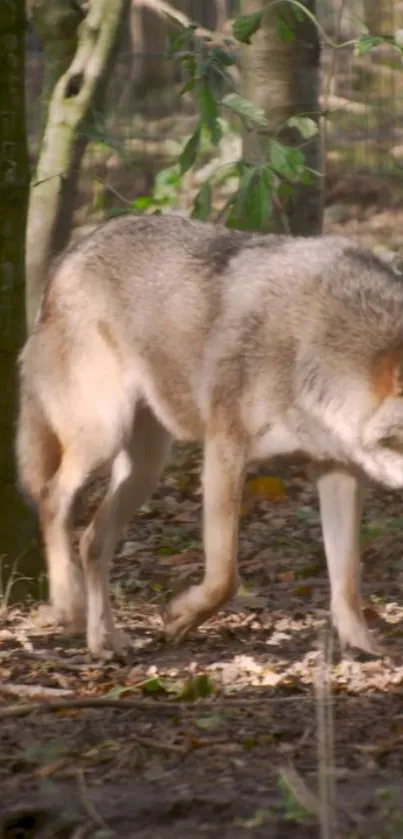 Majestic wolf in a lush forest setting, showcasing nature's tranquility.