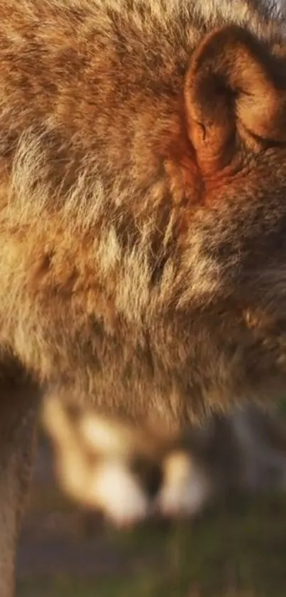 Close-up of a wolf's fur with natural warm tones.