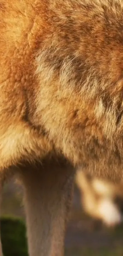 Close-up of a wolf's golden fur texture.