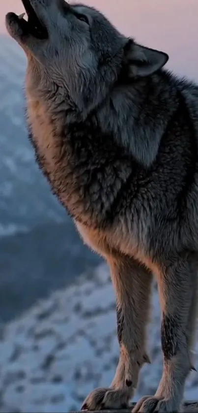 A lone wolf howls on a mountain ridge at dusk.