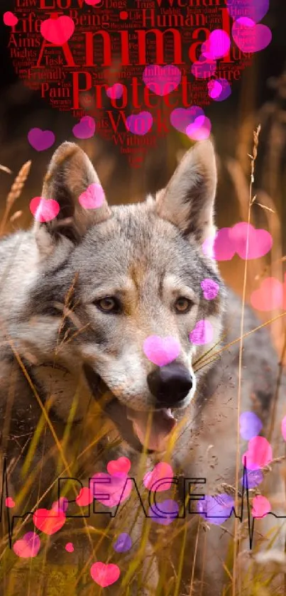 Majestic wolf in tall grass with a red animal welfare heart in autumn field.