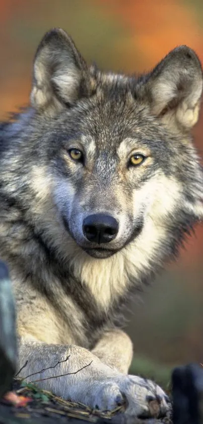 Majestic wolf resting in an autumn forest setting.