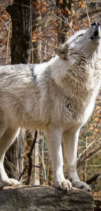 Majestic wolf howling in an autumn forest.