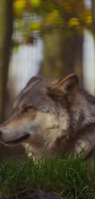 Majestic wolf in a vibrant autumn forest setting.