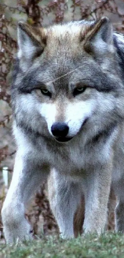 Majestic wolf walking through autumn forest scenery.