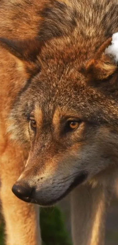 Majestic wolf in warm autumn light, close-up view.