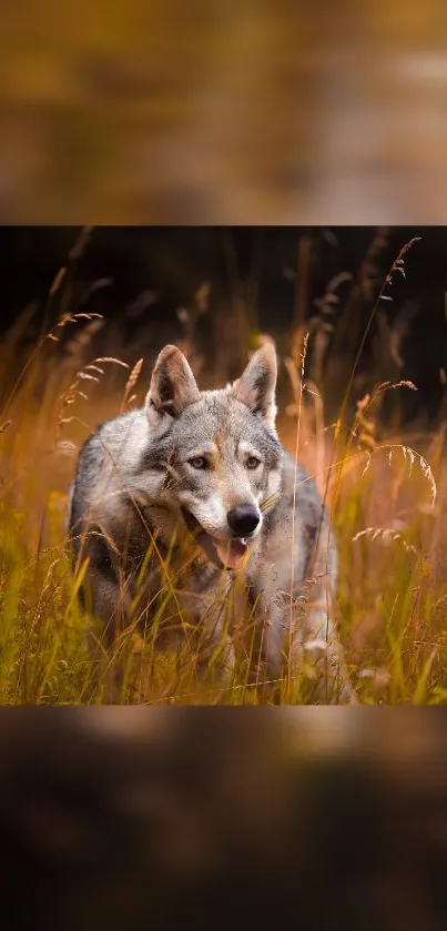 Majestic wolf walking through golden autumn meadow.