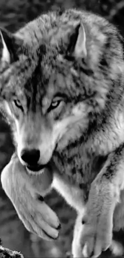 Monochrome image of a majestic wolf mid-stride.