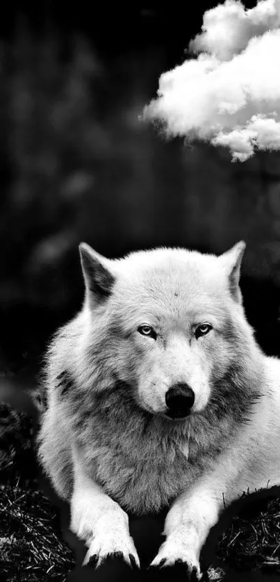 Majestic wolf lying under a cloud in a black and white setting.