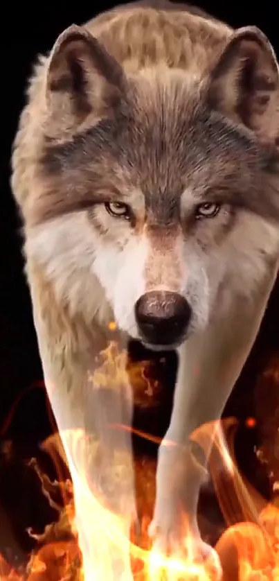 Majestic wolf surrounded by fiery flames on a dark background.