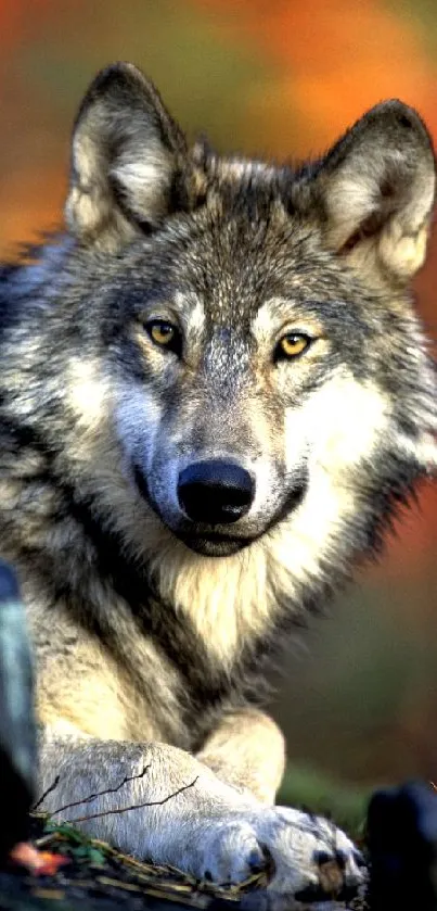 Majestic wolf resting in vibrant forest scene.