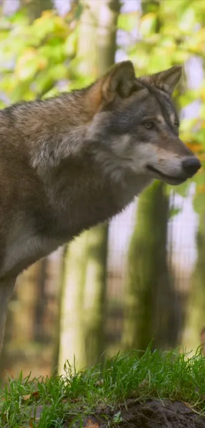 Majestic wolf stands in a lush forest setting.